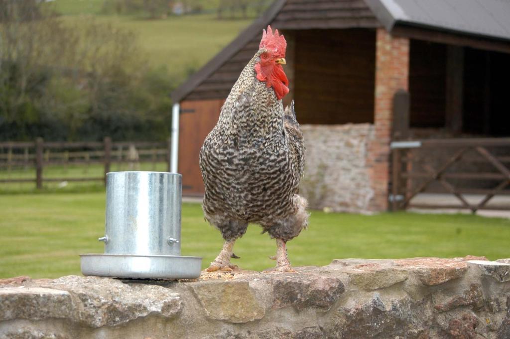 School Farm Bed and Breakfast Blagdon Eksteriør billede